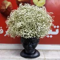 گلدون چهره ژیپسوفیلیا