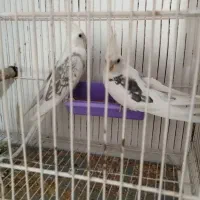 طوطی عروس هلندی دوکت