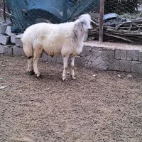 گوسفند فروشی