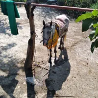 اسب نریان عرب ایرانی سالم
