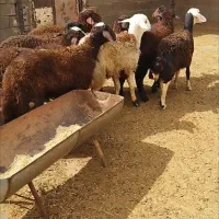 11 عدد بره نر قرمز