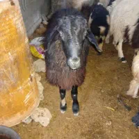 شیشک قوچ|حیوانات مزرعه|فلارد, |دیوار