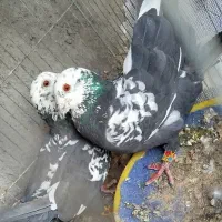 پلاکی