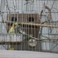 عروس هلندی