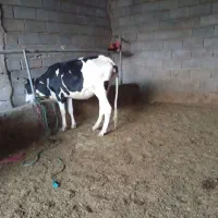 شنگل