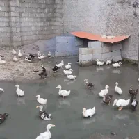اودک گوشتی  دوماه