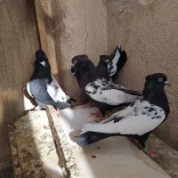 کبوتر رنگی