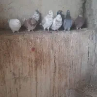 اراز|پرنده|سیلوانه, |دیوار