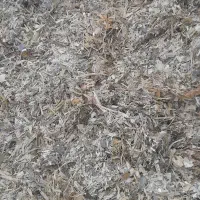 ذرت علوفه ای