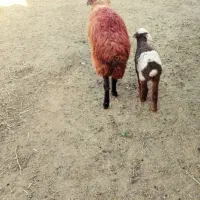 یک عدد میش زاید