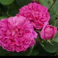 نهال گل رز هلندی مخملی رونده سانازانگوردرخت میوه