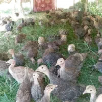 جوجه بوقلمون 3ماهه