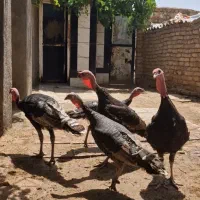 بوقلمون برنز