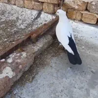 کبوتر دم سیا