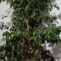 گل طبیعی