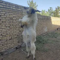 بز کل پاکستانی