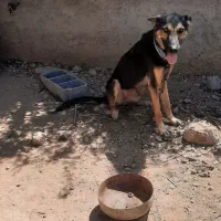 سگ ژرمن