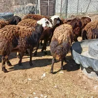 بره ماده|حیوانات مزرعه|فیروزآباد (لرستان), |دیوار