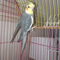 عروس هلندی جفت نر و ماده