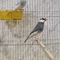 دو عدد فنچ نرگسی ماده اماده