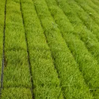 توم‌ هاشمی اماده نشا
