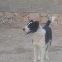 کفتر سینه