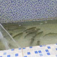 بچه ماهی قزل آلا مناسب پرورش