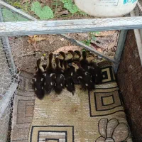 جوجه اردک اسراعیلی