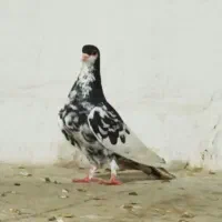 یال سیاه گلدار ماده