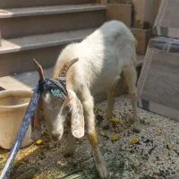 یک عدد بز محلی فروشی