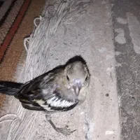 سهره شیرازی