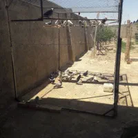 پرون یا قفس