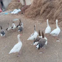 غاز