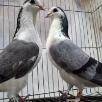 کبوتر دمگیر دستگردی یا بدرنگ