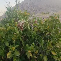 باغچه شهری