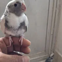 جوجه عروس هلندی خوشگل