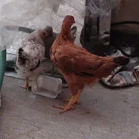 مرغ