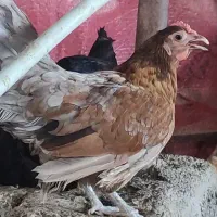 مرغ