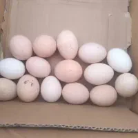 تخم مرغ محلی