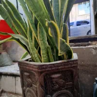 گل طبیعی سانسوریا با گلدان