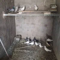 کفتر|پرنده|بم, |دیوار