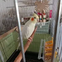 عروس هلندی نر