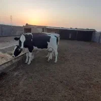 گاو