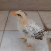 جوجه مرغ محلی