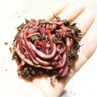 روغن خراطین اصل
