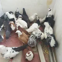 کبوتر فروش