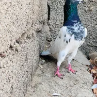 شیخ|پرنده|بندر گناوه, |دیوار