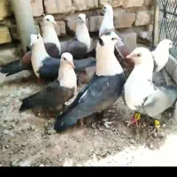 کفتر سرسفید
