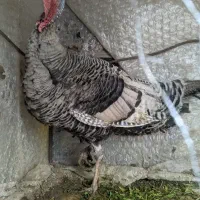 بوقلمون نر و ماده