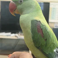 جوجه شاه طوطی سخنگو‌ و رام دستی